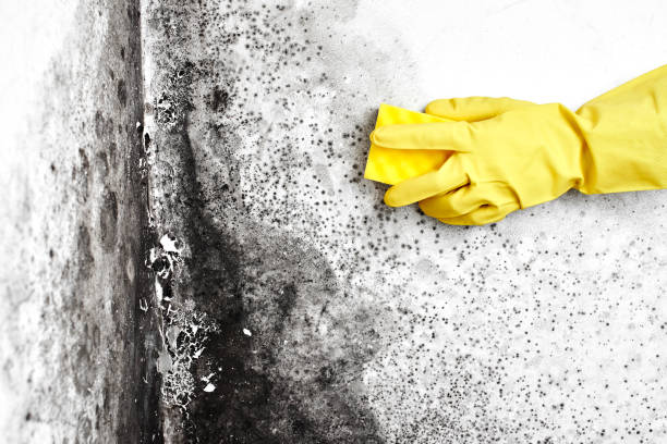 Best Biohazard Mold Removal  in Point Pleasant, WV