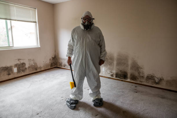 Reliable Point Pleasant, WV Mold Removal Solutions